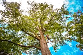 Best Tree Disease Treatment  in Arlington Heights, IL