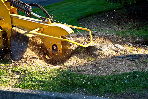 Leaf Removal in Arlington Heights, IL